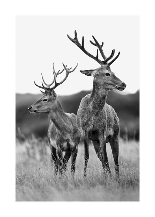 Deer Friends Affiche / Insectes et animaux chez Desenio AB (13590)