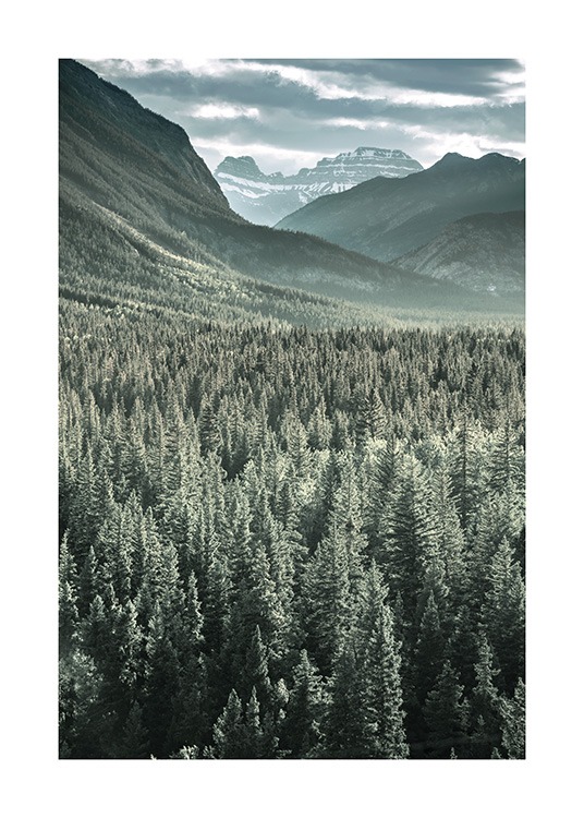 Rocky Mountains Forest Affiche / Nature chez Desenio AB (13592)