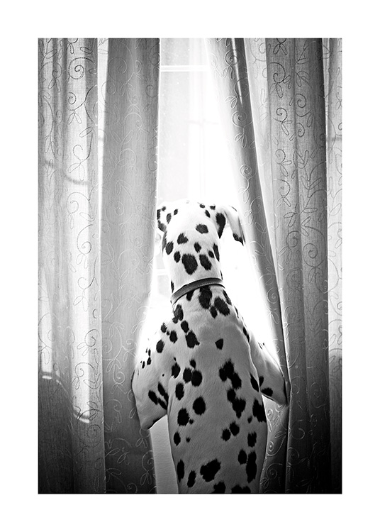 Dog in Window Affiche / Animaux de compagnie chez Desenio AB (13593)
