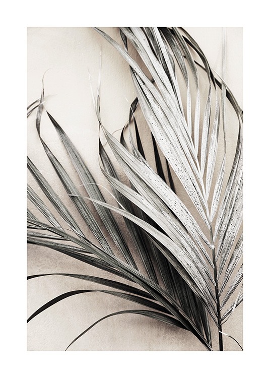 Dry Palm Leaves No3 Affiche / Palmiers chez Desenio AB (13672)