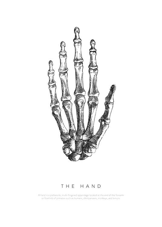 Hand Anatomy Affiche / Illustrations chez Desenio AB (13729)