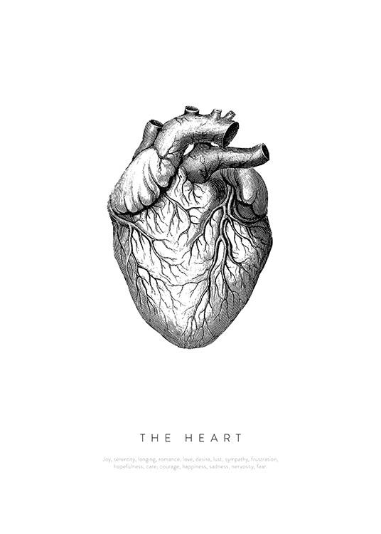 Anatomy of the Heart Affiche / Illustrations chez Desenio AB (13730)