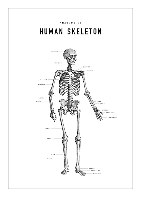 Human Skeleton Anatomy Affiche / Illustrations chez Desenio AB (13731)