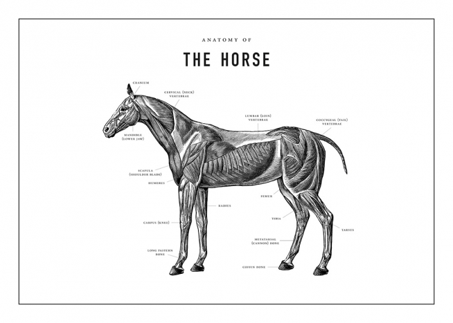 Horse Anatomy Affiche / Illustrations chez Desenio AB (13732)