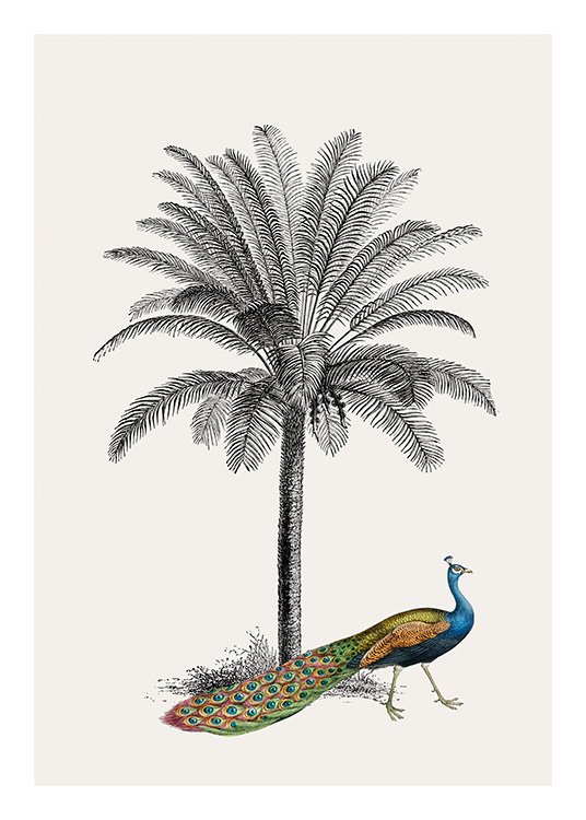 Royal Botanical Peacock Affiche / Oiseaux chez Desenio AB (13733)