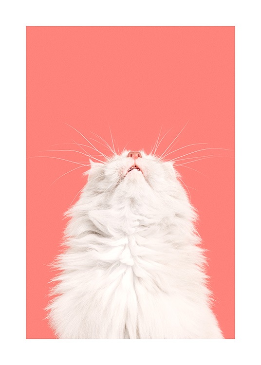Fluffy Cat Affiche / Animaux de compagnie chez Desenio AB (13796)