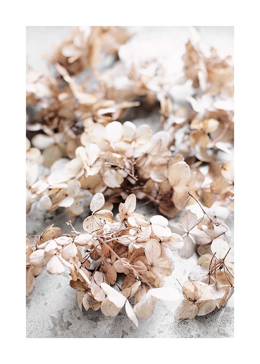 Dried Hydrangea Flowers Affiche / Fleurs chez Desenio AB (13827)