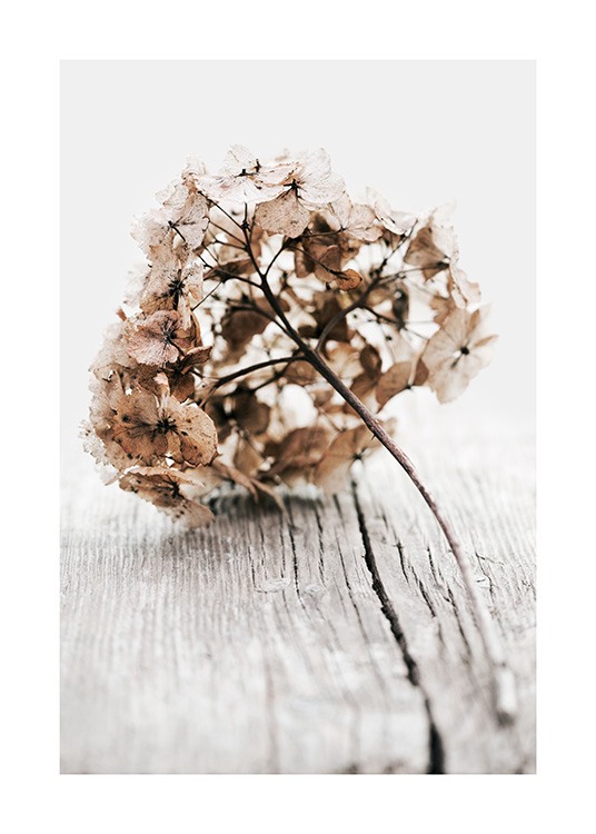 – Photographie d’une branche séchée d’hortensia avec des feuilles beiges sur un fond en bois