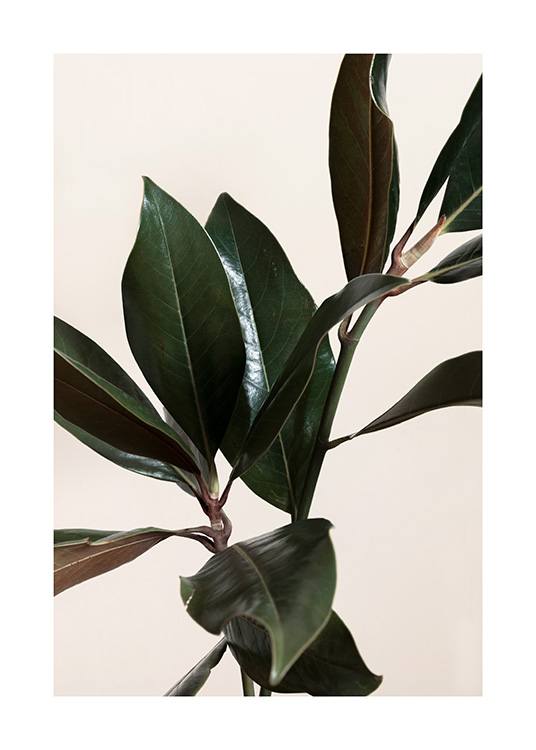 Magnolia Leaves No1 Affiche / Plantes vertes chez Desenio AB (13839)