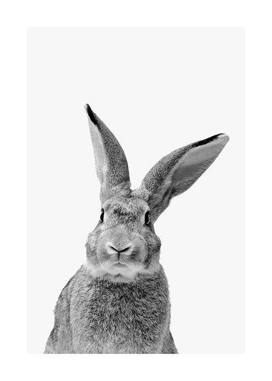 Black and White Rabbit Affiche / Insectes et animaux chez Desenio AB (13859)