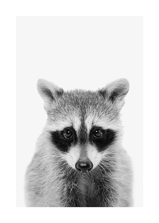 Baby Raccoon Affiche / Insectes et animaux chez Desenio AB (13863)