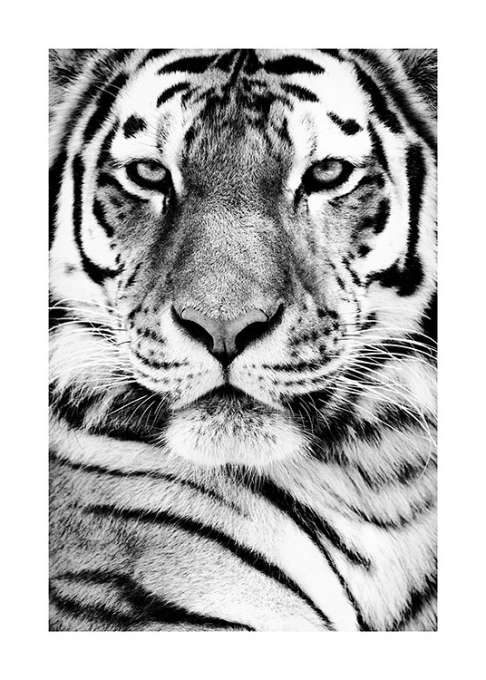 Tiger Portrait Affiche / Animaux sauvages chez Desenio AB (13865)