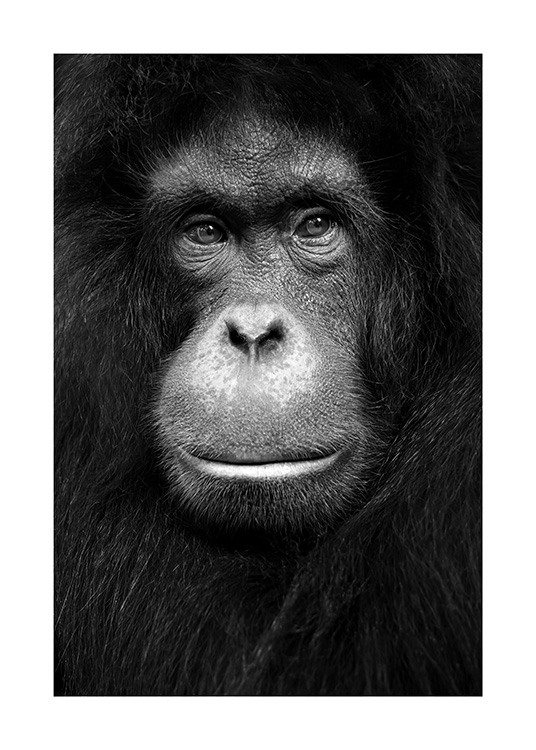 Orangutan Affiche / Animaux sauvages chez Desenio AB (13868)