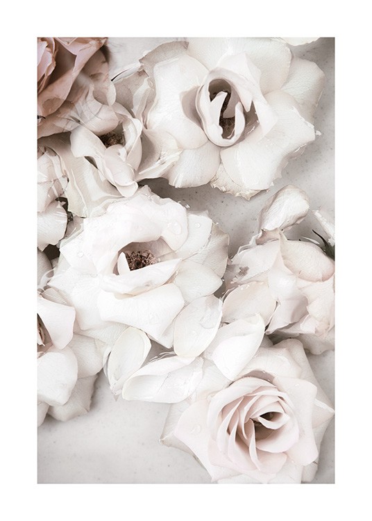 Close up White Roses Affiche / Fleurs chez Desenio AB (13875)