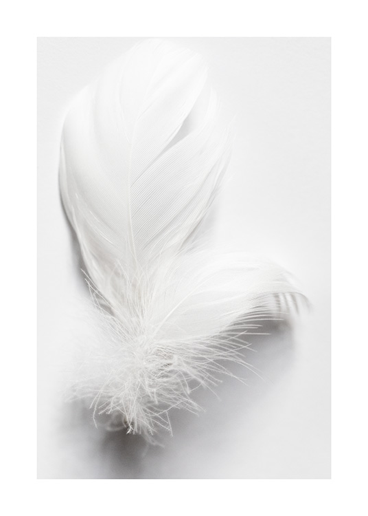 White Feathers Affiche / Photos en noir et blanc chez Desenio AB (13882)
