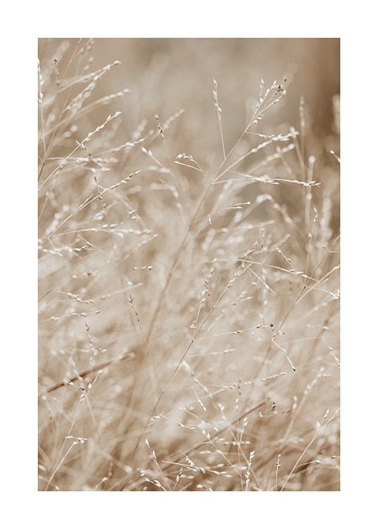  – Photographie d’une prairie remplie d’herbe beige