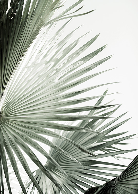  – Photographie d’un groupe de feuilles de palmier vertes en éventail sur un fond gris clair