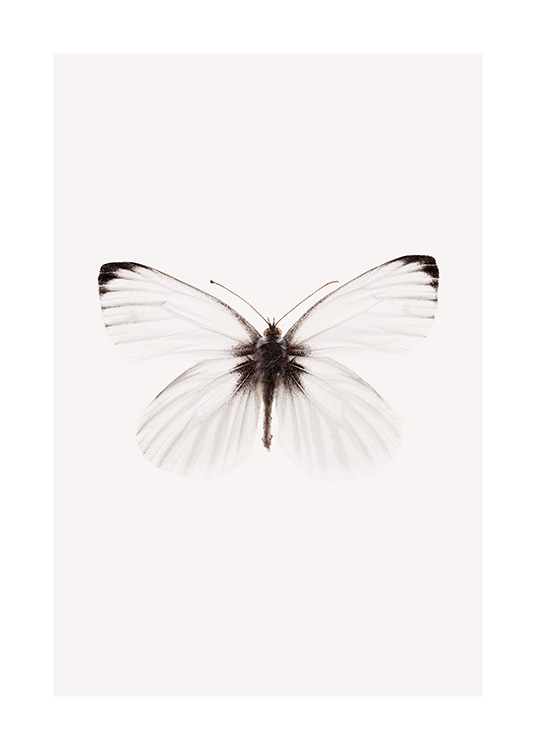  – Photographie d’un papillon blanc avec des détails noirs sur les ailes, sur un fond beige clair