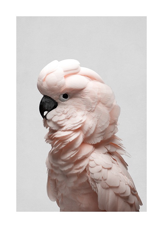 – Photographie du profil d’un cacatoès en rose clair sur un fond gris