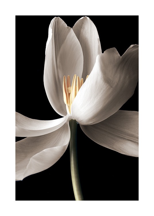  - Photographie d'un gros-plan d'une tulipe blanche en pleine éclosion sur un fond noir