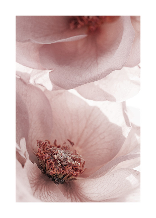  - Photographie d'un gros-plan sur des fleurs roses