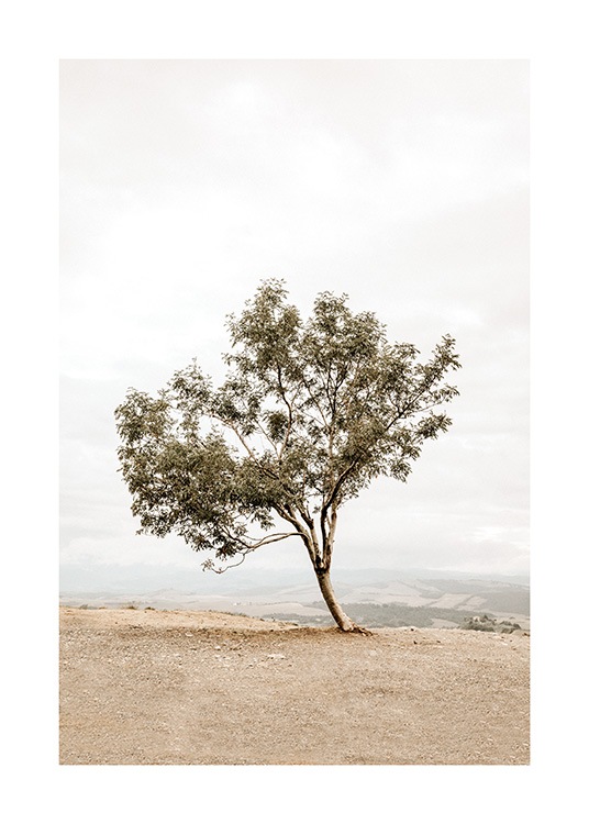  - Photographie d'un arbre penché dans un champ sur une falaise, le paysage en arrière-plan est embrumé