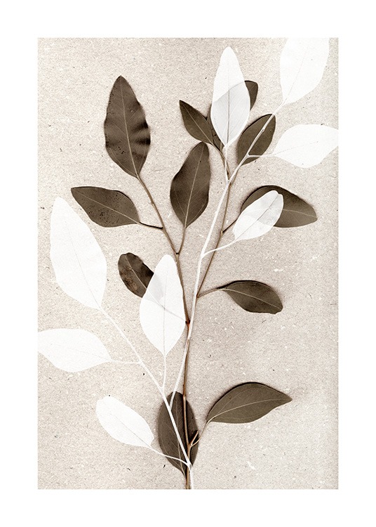  - Photographie de branches d'eucalyptus verte et blanche sur un fond beige