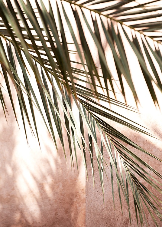  - Photographie en gros plan de feuilles de palmier et leurs ombres sur un fond rose