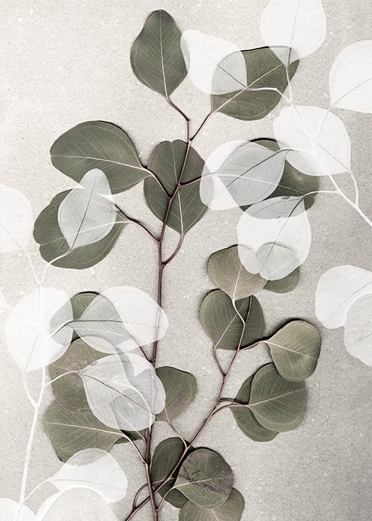  – Photographie de branches d'eucalyptus blanches et vertes sur un fond en pierre beige