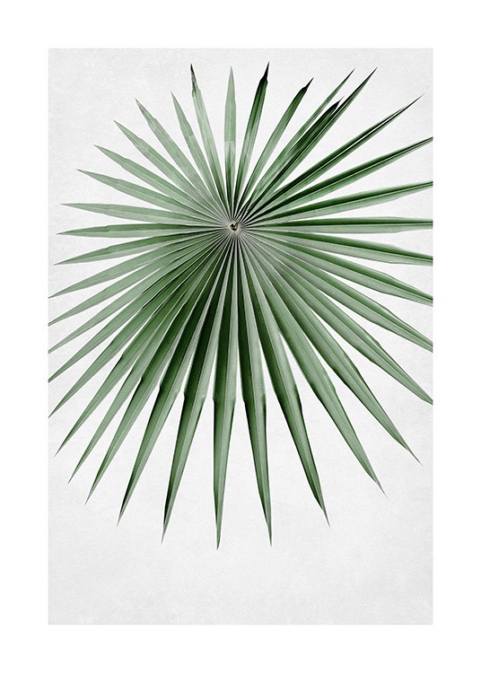  – Photographie d'un éventail circulaire vert de feuilles de palmiers fines et pointues