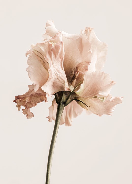  – Photographie d'une fleur de gentiana rose pâle sur un fond beige clair