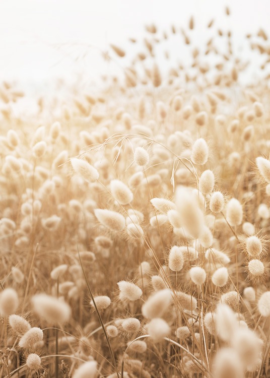  – Photographie d’herbe dans une prairie avec la lumière du soleil brillant dessus