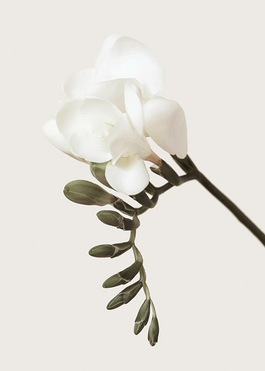  – Photographie d’un freesia avec des bourgeons verts et une fleur blanche sur un fond beige