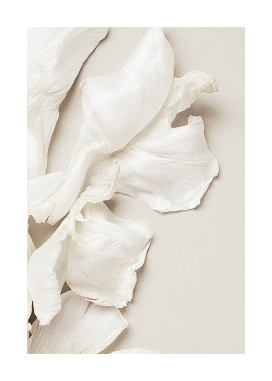  – Photographie de pétales de tulipe dispersés en blanc reposant sur un fond beige