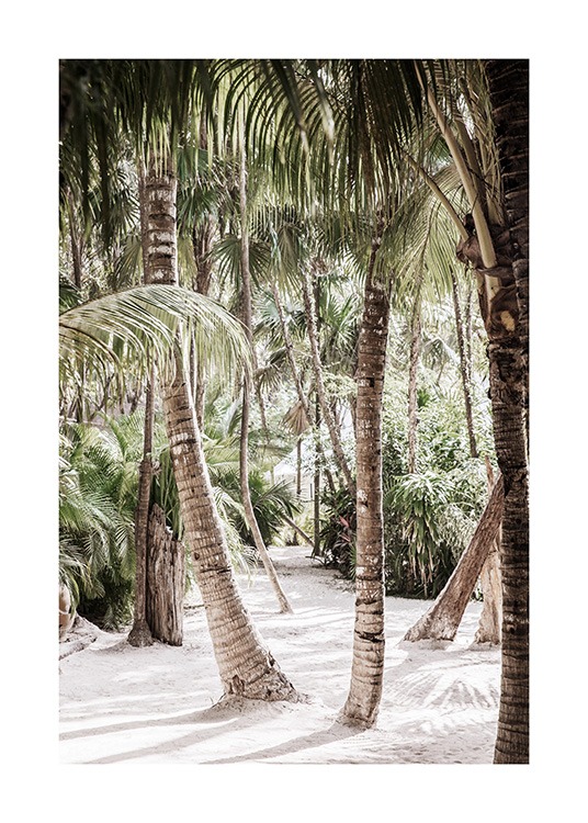  – Photographie d’une forêt avec des palmiers dans le sable