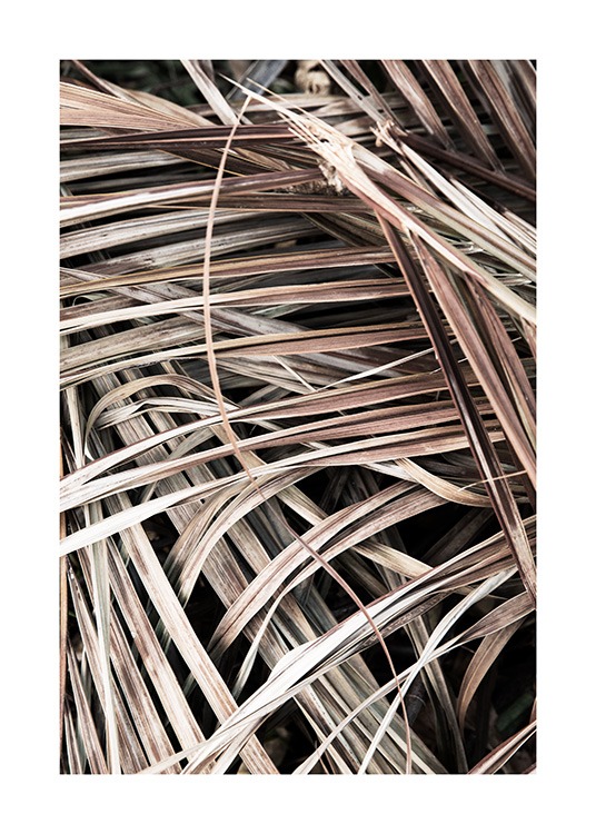  – Photographie d’un groupe de feuilles de palmier beiges et fanées