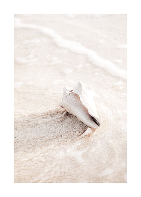  – Photographie d’un coquillage beige clair dans l’eau et le sable