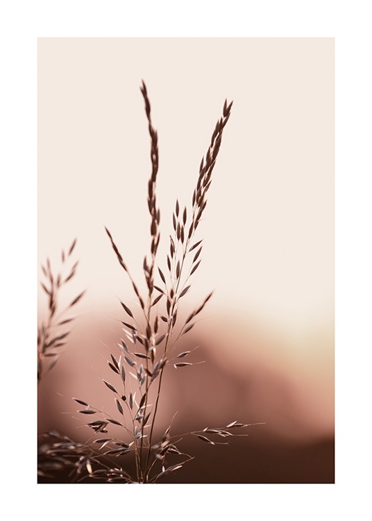  – Photographie en gros plan de brins d’herbe sous un ciel rose
