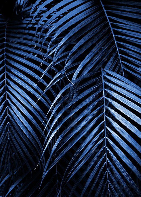  – Photographie de feuilles de palmier en bleu foncé