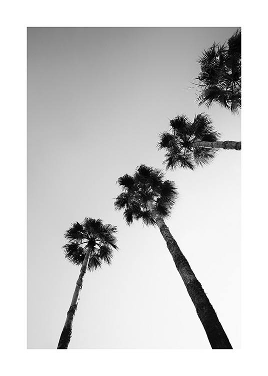  – Photographie en noir et blanc d’une rangée de palmiers vus de dessous