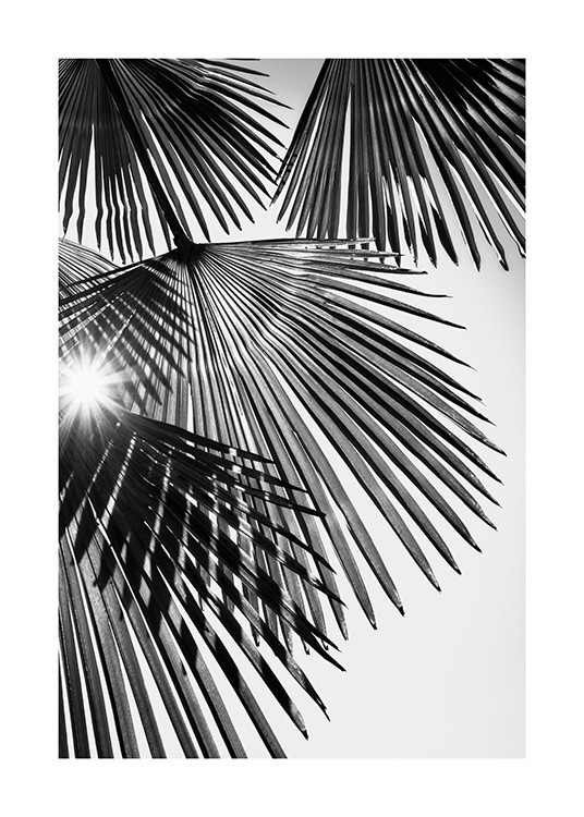  – Photographie en noir et blanc avec la lumière du soleil brillant à travers des feuilles de palmier en éventail