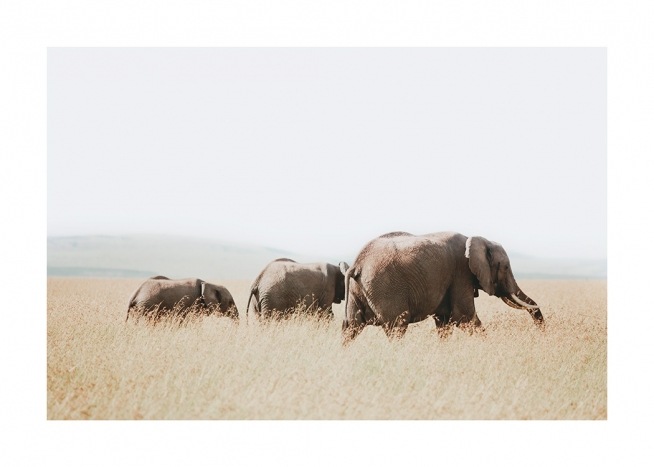  – Photographie d’éléphants marchant ensemble dans la savane
