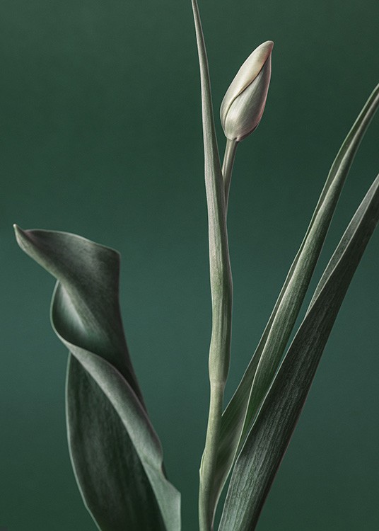  – Photographie d'une tulipe avec un bouton vert et des feuilles vertes, sur un fond vert foncé