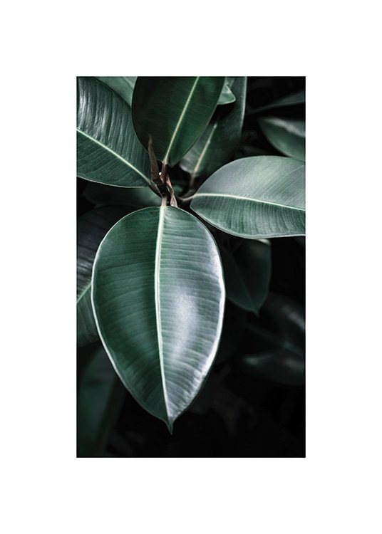  – Photographie d’un ficus vert avec des feuilles vert foncé, vu d’en haut