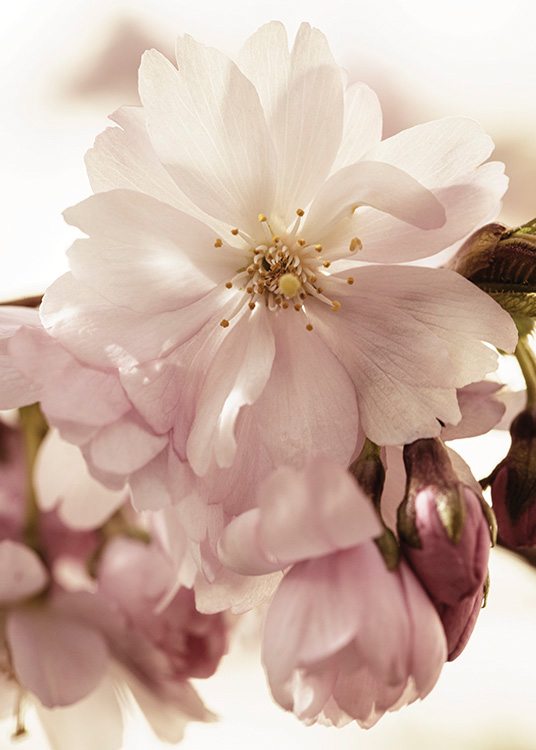 – Photographie en gros plan de fleurs de cerisier en rose