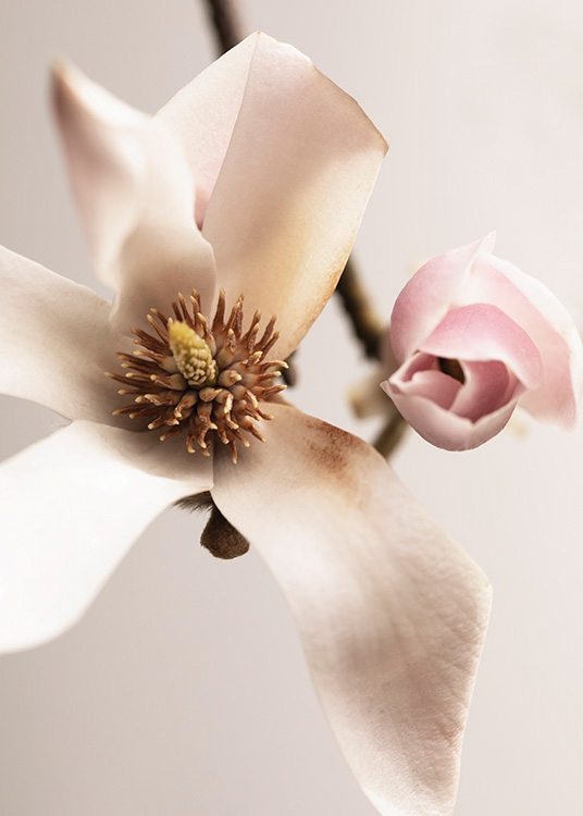  – Photographie en gros plan d’un magnolia blanc à côté d’un bouton de magnolia rose, sur un fond rose clair