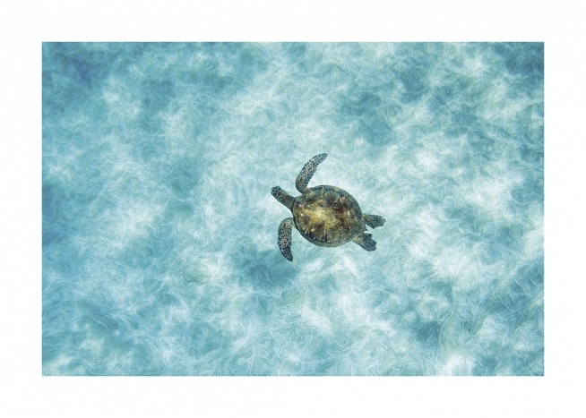  – Photographie aérienne d’une tortue marine nageant dans l’océan avec de l’eau bleue claire