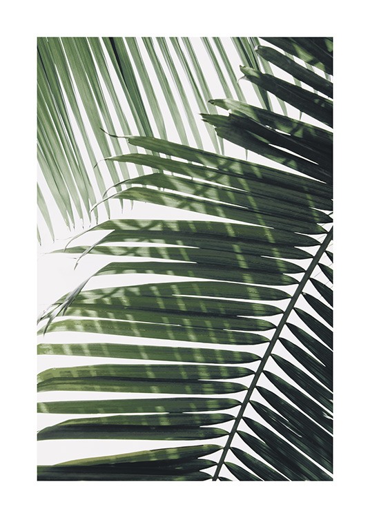  – Photographie d’une feuille de palmier verte avec une autre feuille à l’arrière-plan