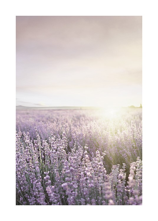  – Photographie d’un champ rempli de fleurs de lavande violettes, avec un soleil à l’arrière-plan