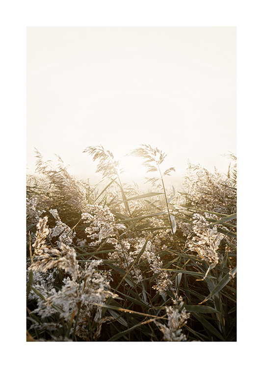  – Photographie d’herbe beige et verte dans un champ au coucher du soleil